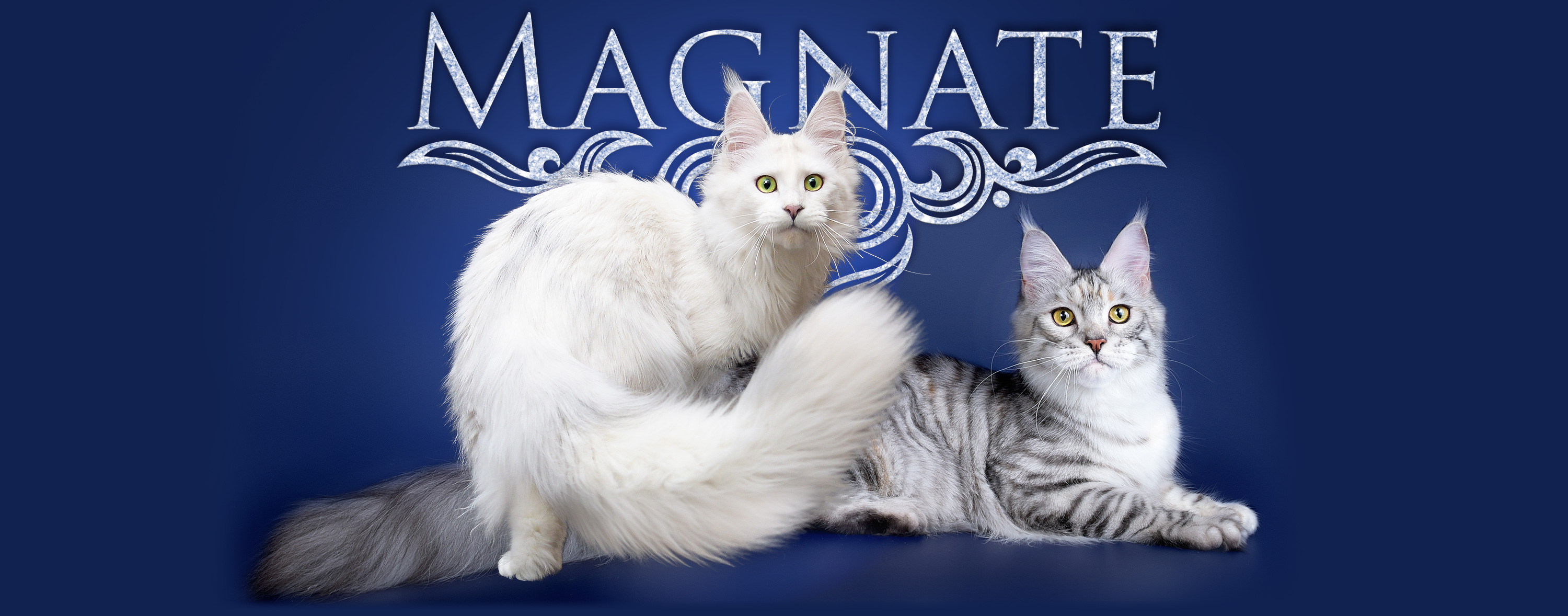Magnate Cattery