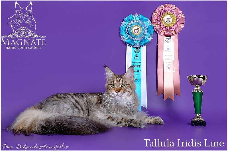 GICH Tallula Iridis Line - maine-coon