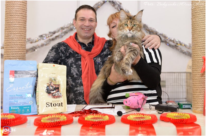 GICH Tallula Iridis Line - maine-coon