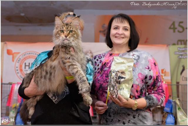 GICH Tallula Iridis Line - Adult maine-coon 4 years 5 months 2 weeks