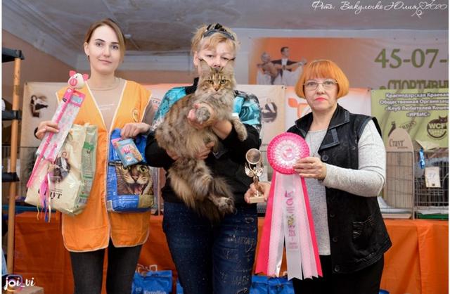 GICH Tallula Iridis Line - Adult maine-coon 4 years 5 months 2 weeks