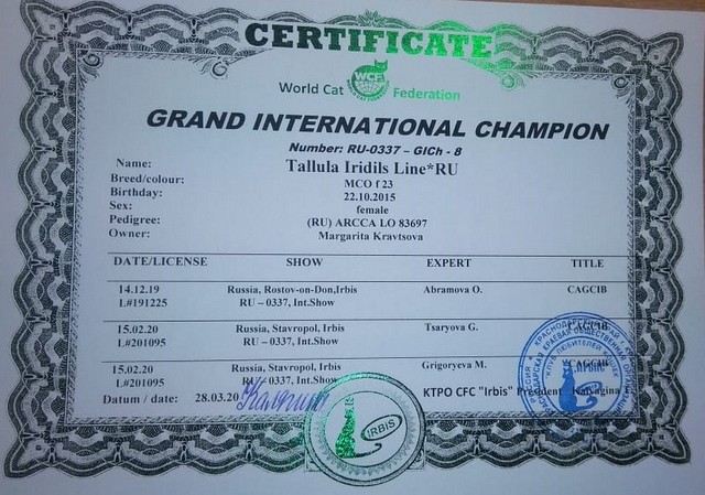 GICH Tallula Iridis Line - Adult maine-coon 4.5 years 4 weeks