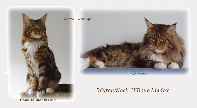 Wytopitlock H'Bono Madox - мейн-кун