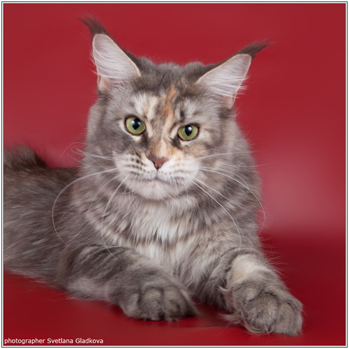 Bloomingtree Nevada - maine-coon