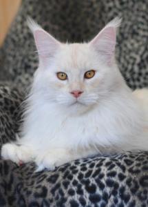 Yukon Krasnyi Dar - maine-coon