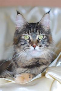 Zabella Long Meadow - maine-coon