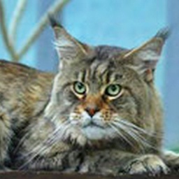 Tigr Krasnyi Dar