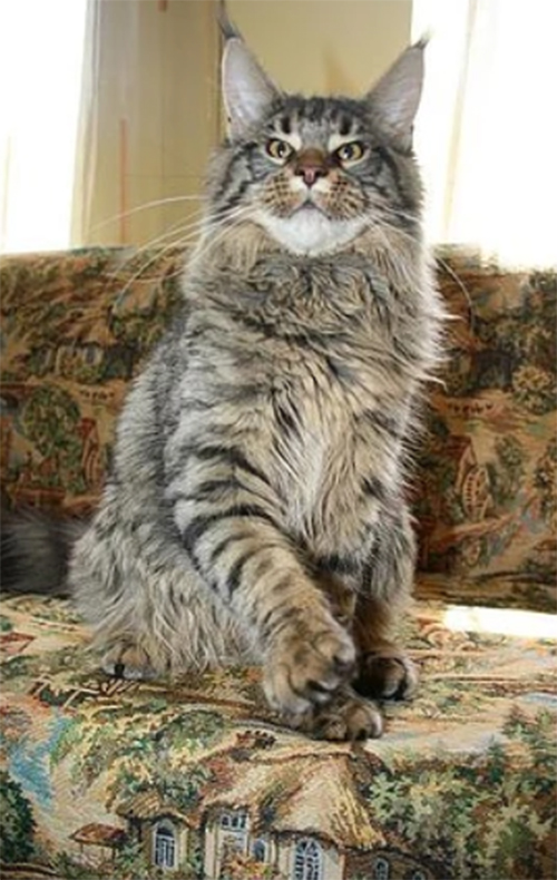 Bacardi Sudjuk Kale - maine-coon