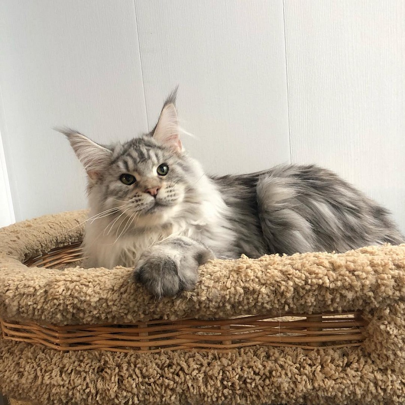Wildbeautycoon's Sansey - maine-coon