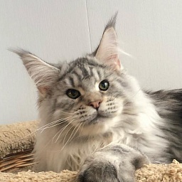 Wildbeautycoon's Sansey
