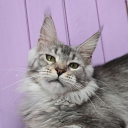 Wildbeautycoon's Smoky Eyes