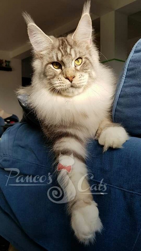 Panco's Nusakan - maine-coon