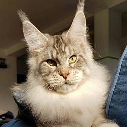 Panco's Nusakan