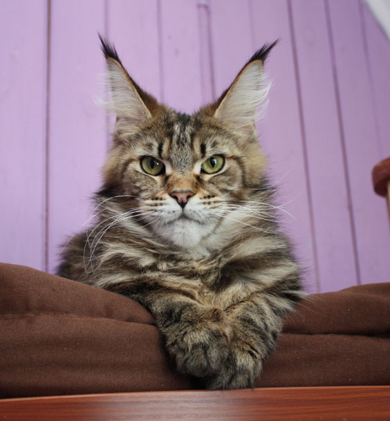 Wildbeautycoon's Ravenna - maine-coon 03/03/2018
