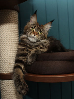 Wildbeautycoon's Zara - maine-coon 04/06/2016