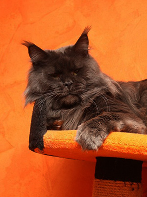 Conikacoon Diamond Lord - мейн-кун 28.12.2012