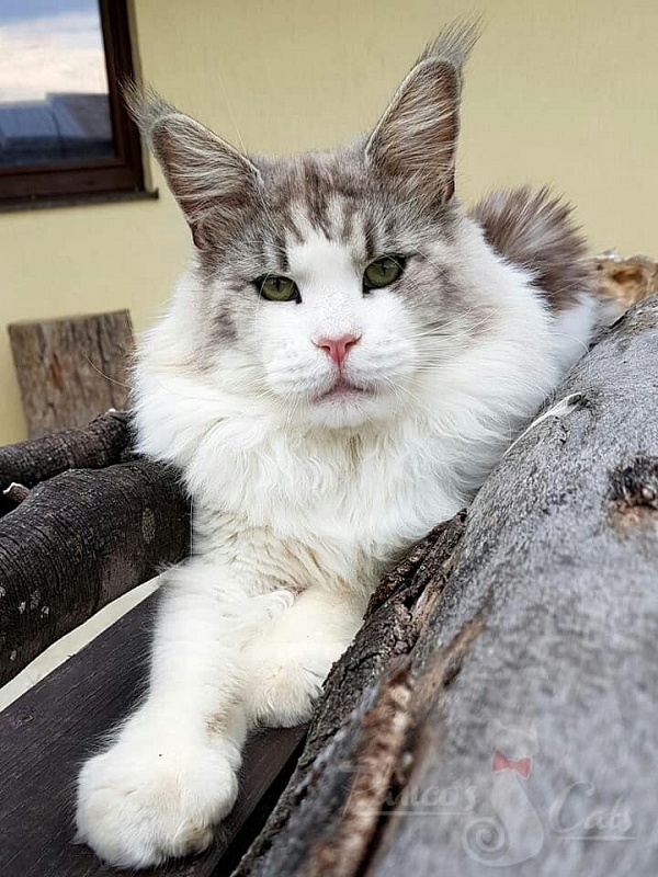Panco's Haakan - maine-coon