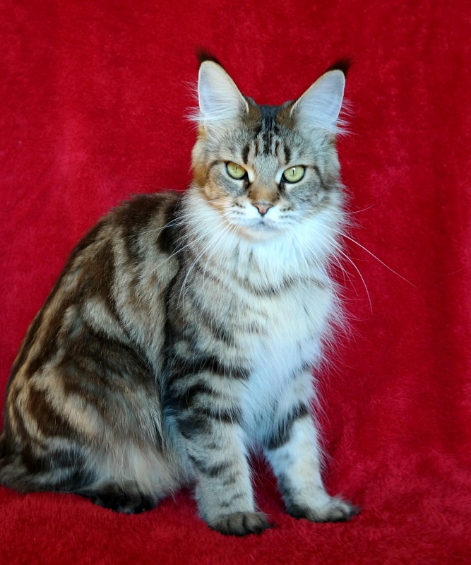 Top Coon Yanka - maine-coon