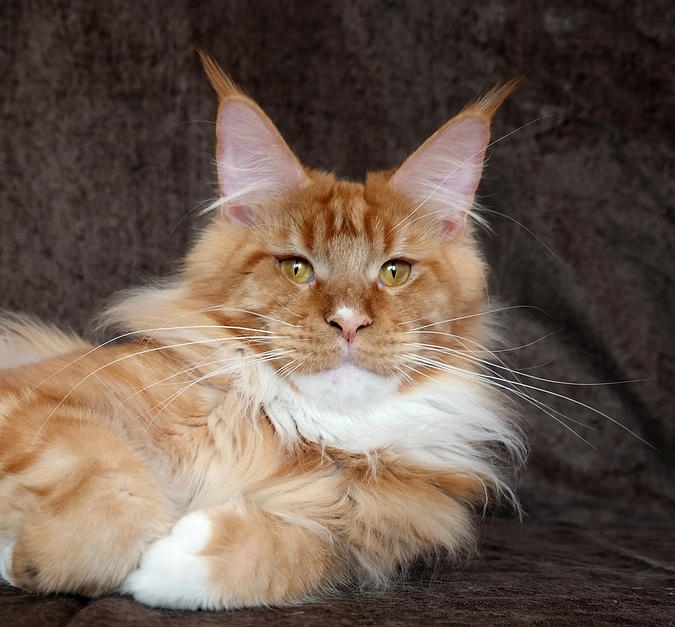 Aloa's Secret Fire - maine-coon