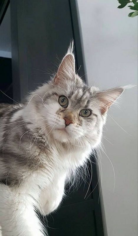 Kiyara's Zuckerpuppe - maine-coon