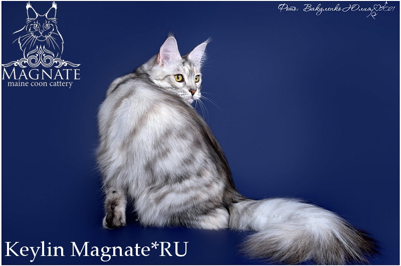 Keylin Magnate*RU - maine-coon