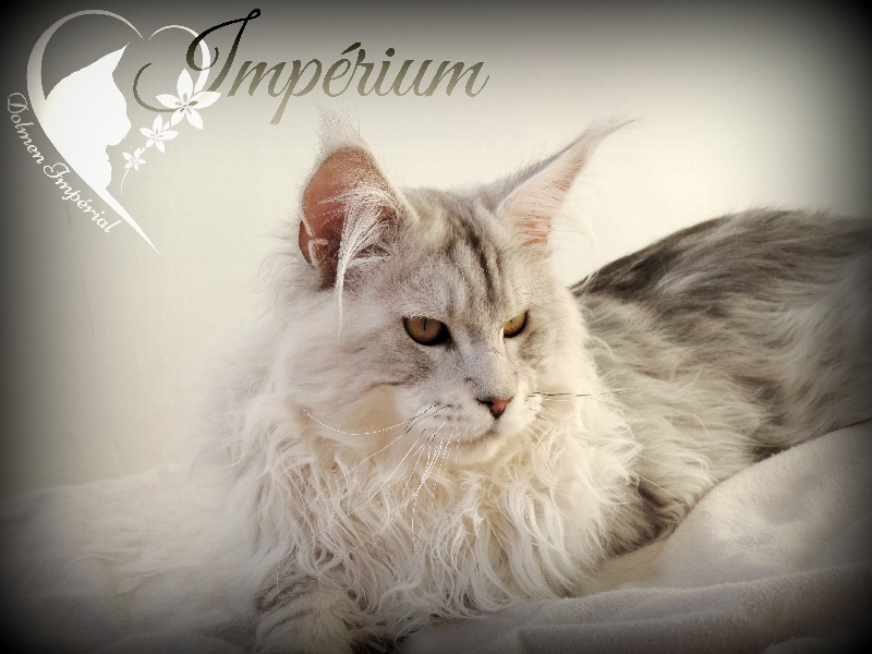Alwaro Imperium - maine-coon