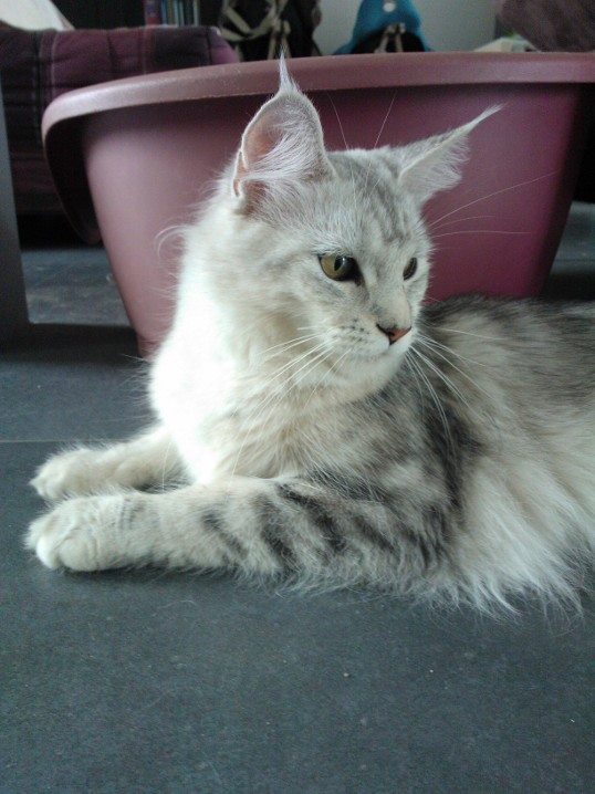 Hippy Hop Des Gives Au Loup - maine-coon