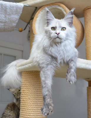 Alwaro Snow Flash - maine-coon 01/14/2017