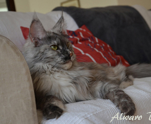 Alwaro Deep Purple - maine-coon 04/03/2015