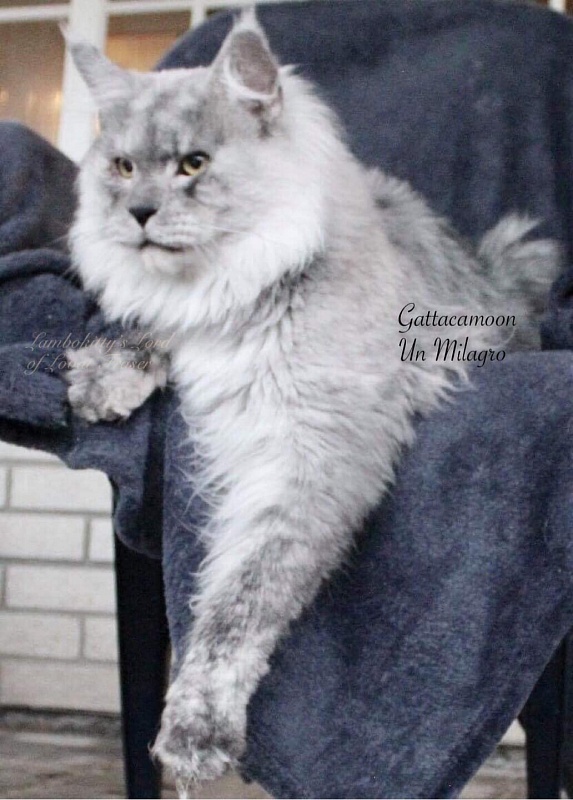 Gattacamoon Un Milagro - maine-coon
