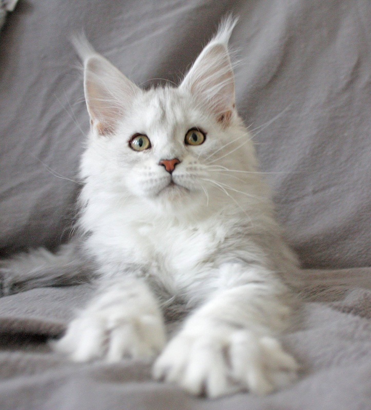 Grandcoon Reina - maine-coon