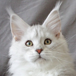 Grandcoon Reina