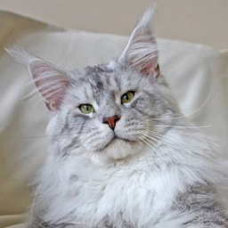 Alwaro Katmandu