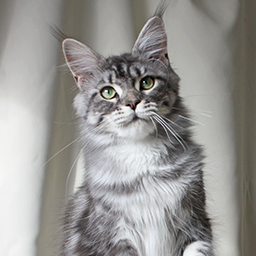 Grandcoon Imperia