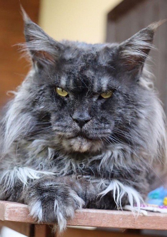 Gattacamoon Fabulous - maine-coon