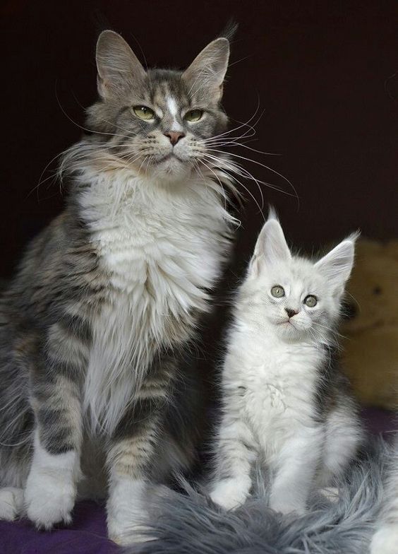 Respectcoon Olimpic Kismet - maine-coon