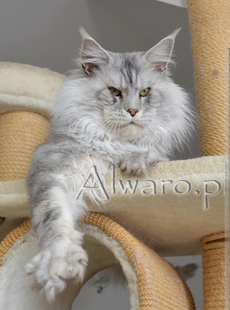 Alwaro Challenger - maine-coon 01/14/2017
