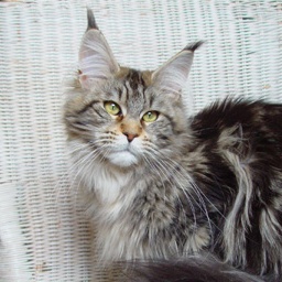 Alwaro Vesuvia