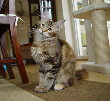 Alwaro Showgirl - maine-coon 07/05/2008