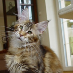 Alwaro Showgirl