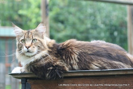 Almageste Farhad Khosrow - maine-coon