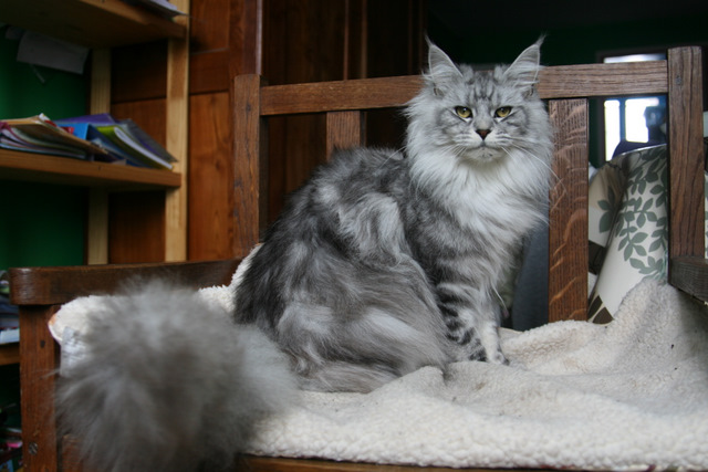 Alwaro Davos - maine-coon 02/02/2012