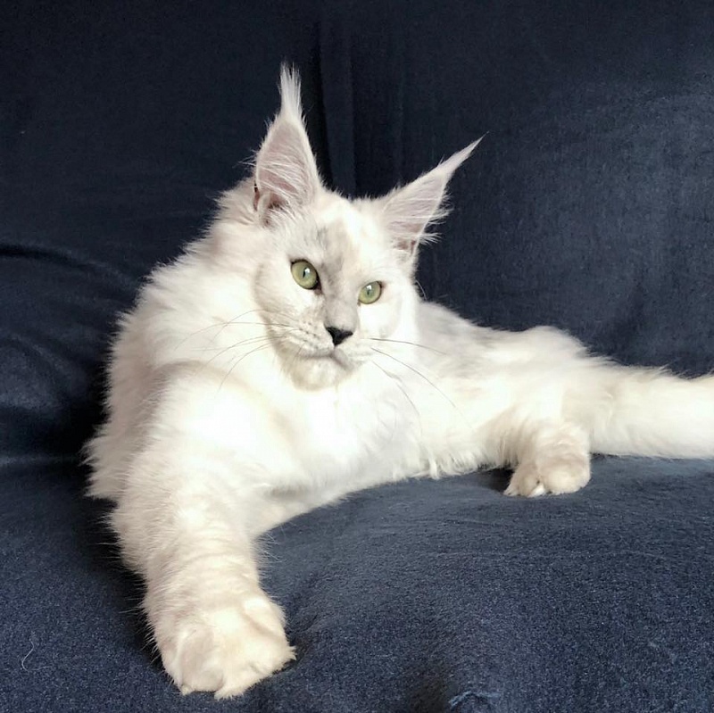 Alwaro Snow Lily - maine-coon