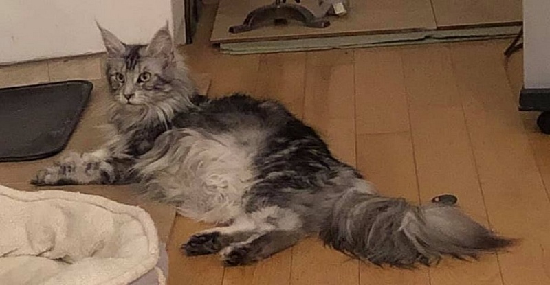 Alwaro Silver Queen - maine-coon