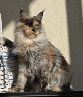Alwaro Syiona - Junior maine-coon 7 months 4 weeks