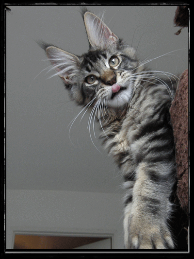 Felis Admiranda Zuhra - maine-coon
