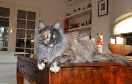Alwaro Ammy Sue - maine-coon 01/16/2015