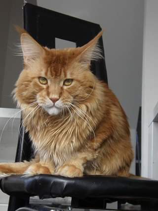 Top Coon Ayron - maine-coon