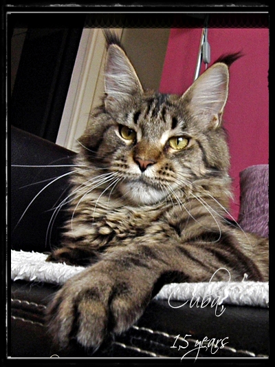Felis Admiranda Cuba - maine-coon