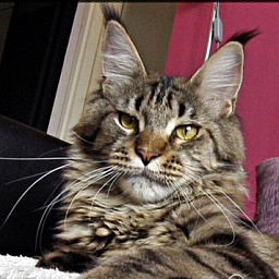 Felis Admiranda Cuba